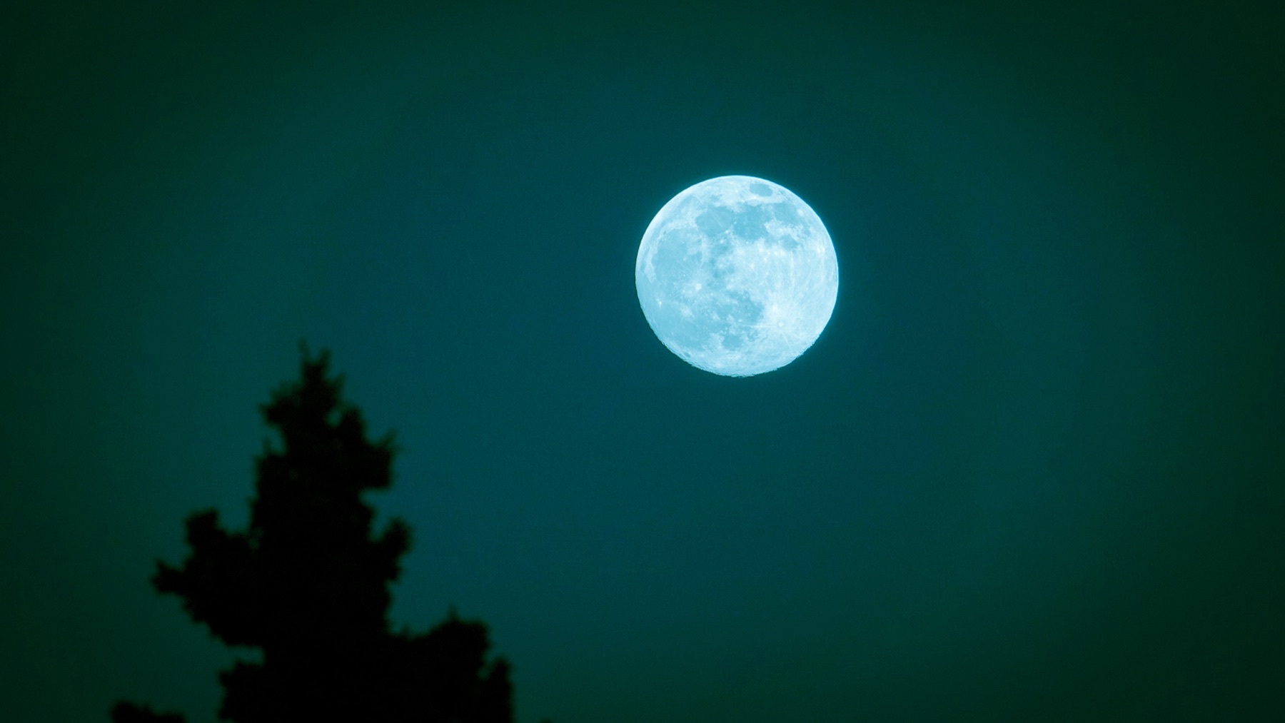 Moon behind a tree